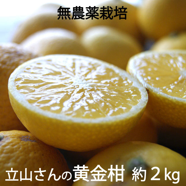 金柑 無農薬 約900g ネコポスいっぱい 小粒 - 果物