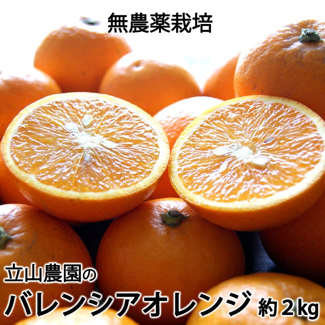 バレンシアオレンジ 無農薬栽培 神奈川県小田原産 混在約２kg ＊常温便