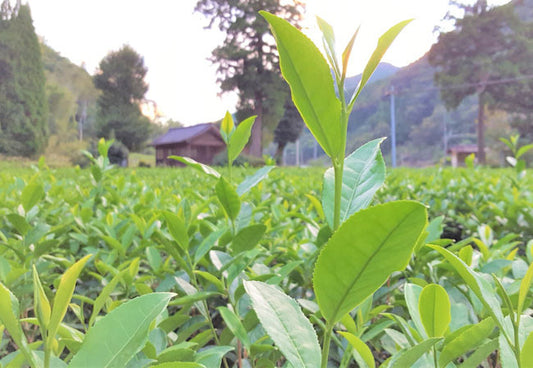 【ブログ】【高島園のお茶】 無農薬・無化学肥料栽培のお茶が生まれるまで