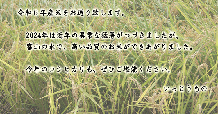 令和６年産新米 有機栽培米　「コシヒカリ」玄米　約１０kｇ　＊送料込　