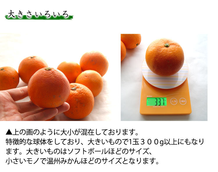 中川農園の有機ブラッドオレンジ 有機栽培 愛媛県産 混在約３kg モロ種タロッコ種混在　＊送料込　＊常温便発送