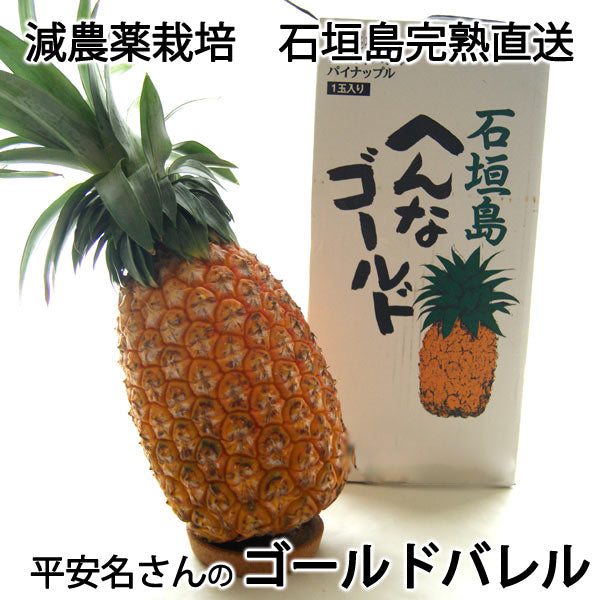 ７月上旬から発送 平安名さんのゴールドバレル　減農薬栽培　石垣島産　１玉　1.7〜2.1kg　＊常温便 ＊産地直送 ＊代引き不可 ＊送料込