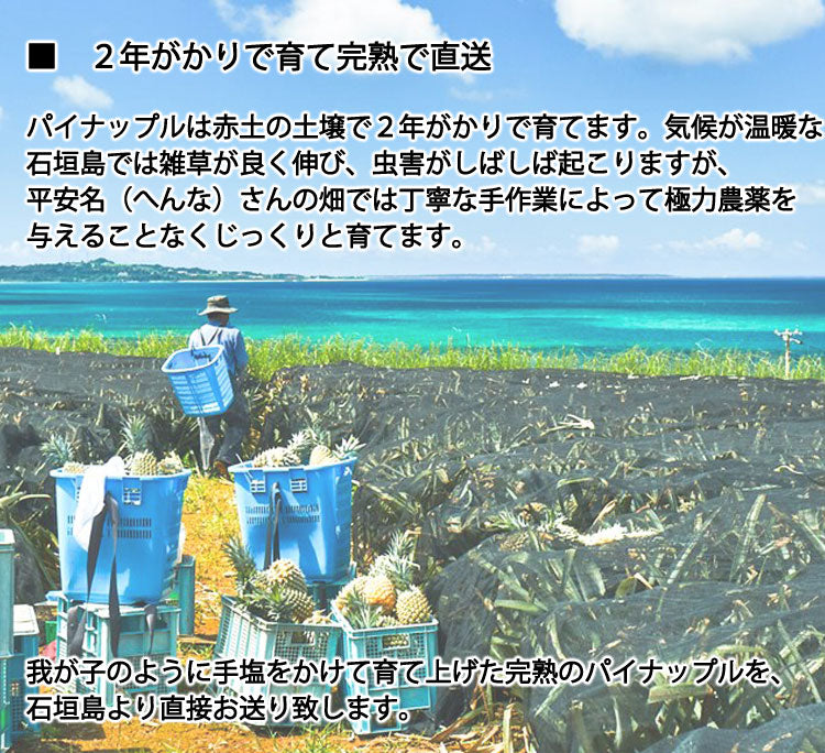 ７月上旬から発送 平安名さんのゴールドバレル　減農薬栽培　石垣島産　１玉　1.7〜2.1kg　＊常温便 ＊産地直送 ＊代引き不可 ＊送料込