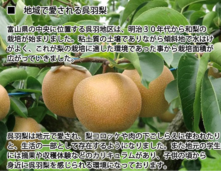 【予約販売】石川梨園の「呉羽梨」新高種 約５kg 富山県産 大玉以上５〜１０玉  赤秀品 ＊常温便 ＊送料込