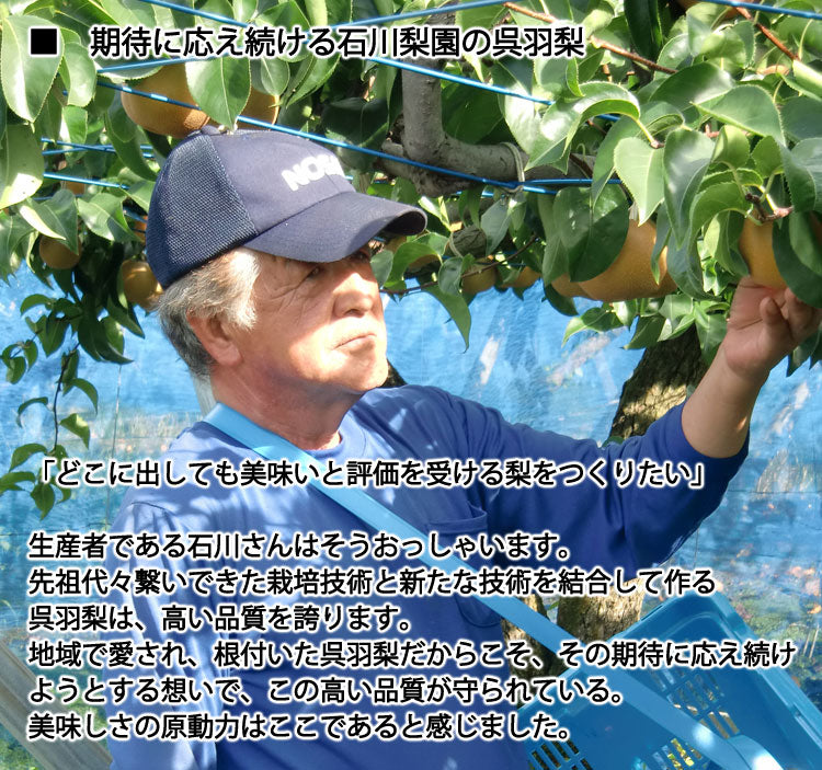 【予約販売】石川梨園の「呉羽梨」富山県産 大玉以上５〜８玉　約３kg  赤秀品　＊常温便　＊送料込