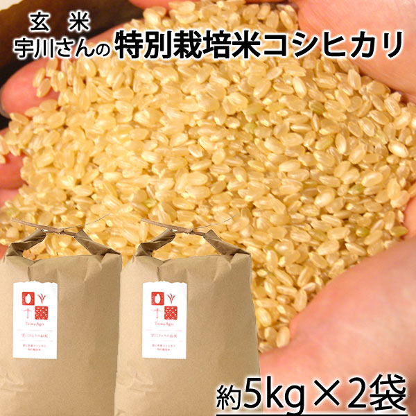 令和６年産新米　減農薬特別栽培米　宇川さんの「コシヒカリ」玄米　約５kｇ×2袋　＊送料込　