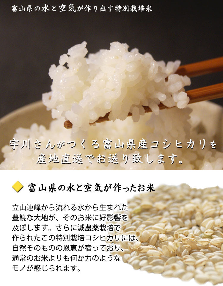 令和６年産新米　減農薬特別栽培米　宇川さんの「コシヒカリ」白米（注文後精米）　約５kｇ×２袋　＊送料込　