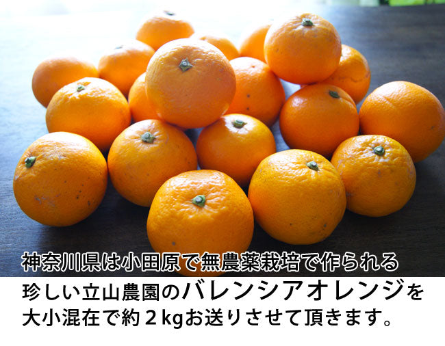 バレンシアオレンジ 無農薬栽培　神奈川県小田原産　混在約２kg　＊常温便　＊送料込